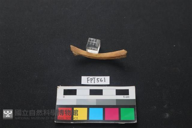 山羌骨藏品圖，第2張