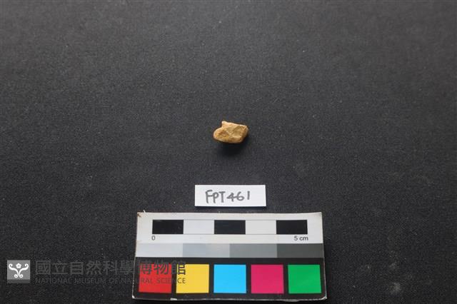 鹿骨藏品圖，第2張