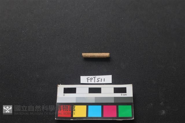動物骨藏品圖，第2張