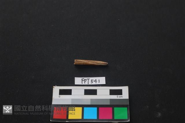 魚骨藏品圖，第2張