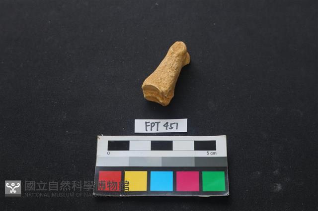 鹿骨藏品圖，第3張