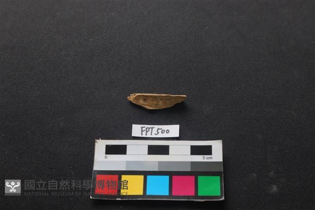 動物骨藏品圖，第2張