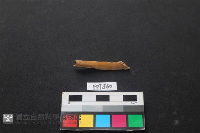 哺乳類動物骨藏品圖，第2張