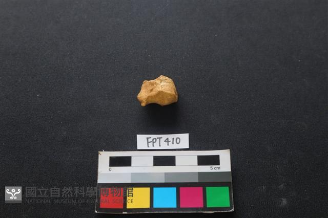 鹿骨藏品圖，第2張