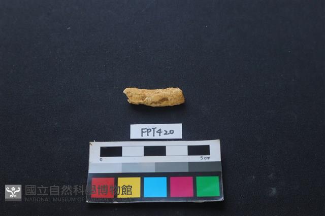 鹿骨藏品圖，第2張