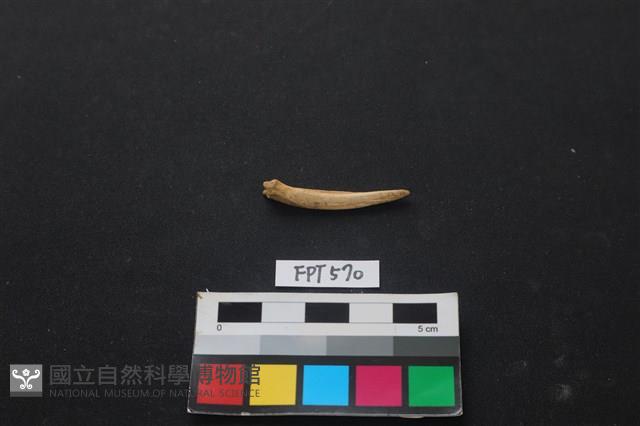 魚骨藏品圖，第2張