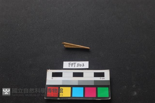 魚骨藏品圖，第2張