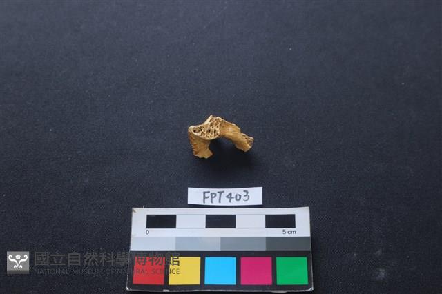 鹿骨藏品圖，第2張