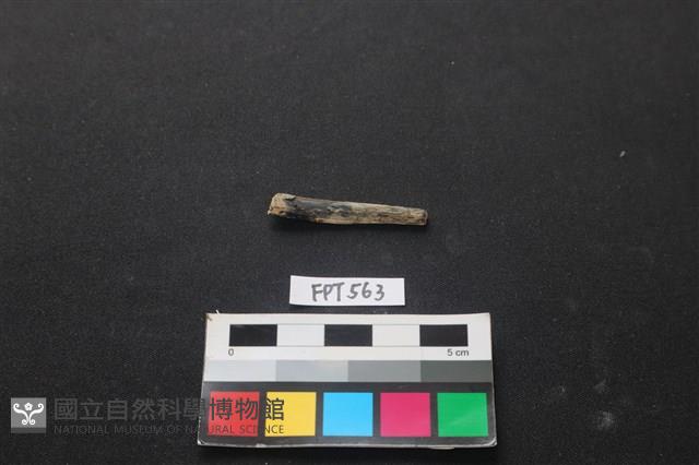 魚骨藏品圖，第2張