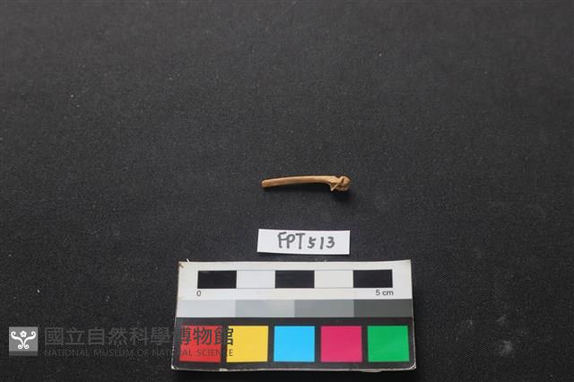 魚骨藏品圖，第2張