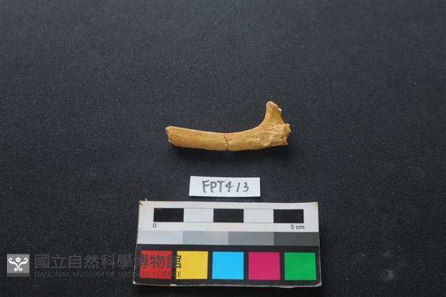 鹿骨藏品圖，第2張