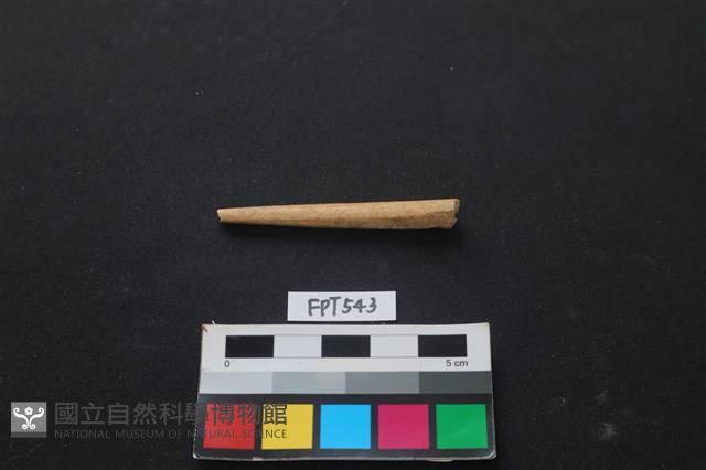 哺乳類動物骨藏品圖，第2張