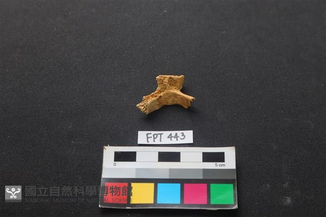 鹿骨藏品圖，第2張