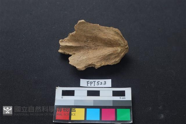 魚骨藏品圖，第2張