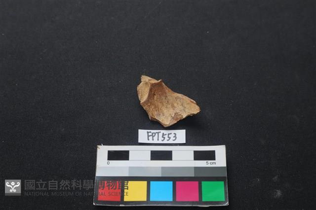 魚骨藏品圖，第2張