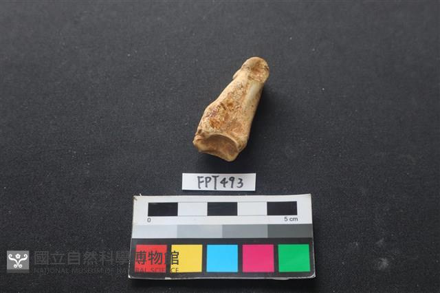 鹿骨藏品圖，第3張