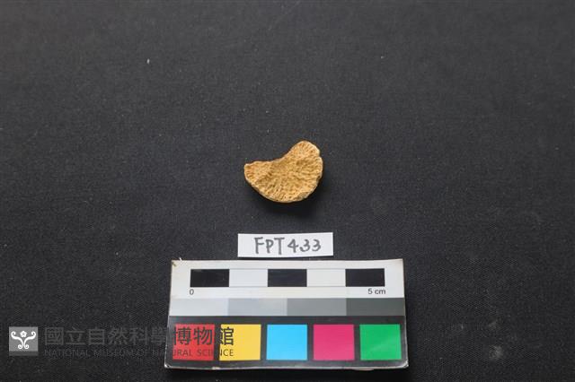 鹿骨藏品圖，第2張