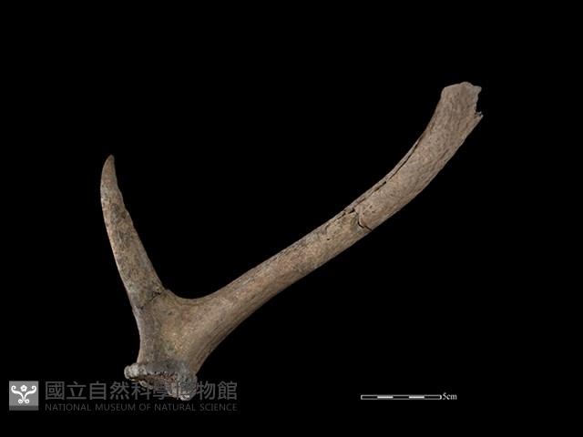 梅花鹿骨藏品圖，第2張