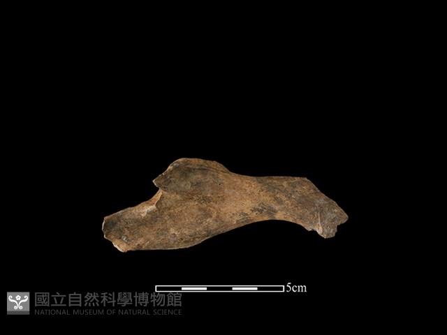 獐骨藏品圖，第2張