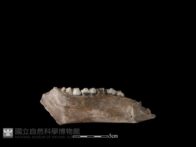 豬骨藏品圖，第2張