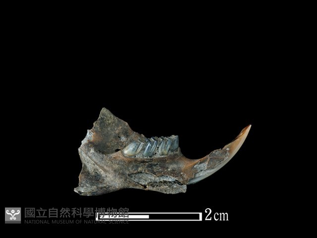 鬼鼠骨藏品圖，第2張