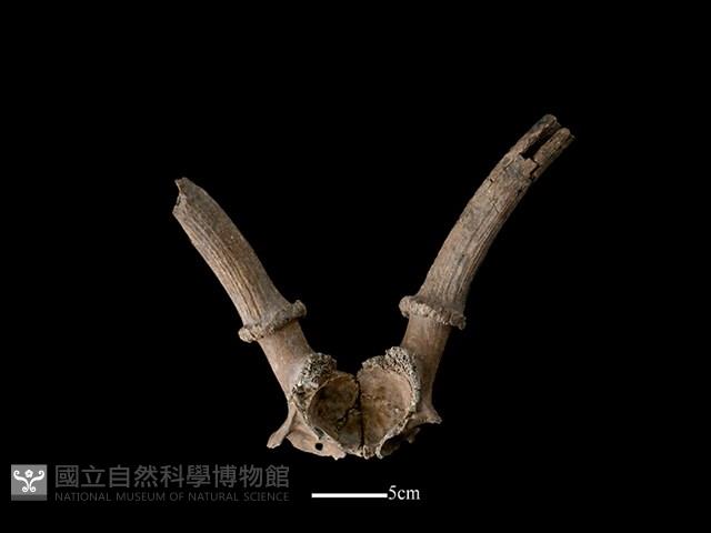 梅花鹿骨藏品圖，第2張