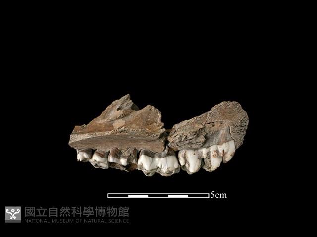 豬骨藏品圖，第2張