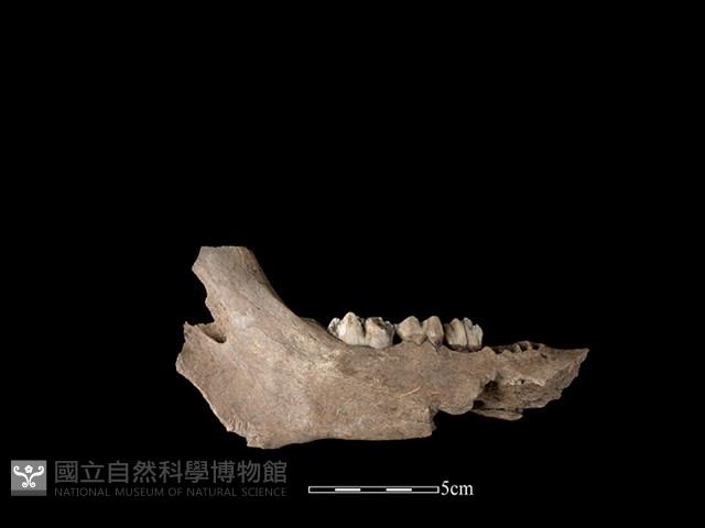 豬骨藏品圖，第2張