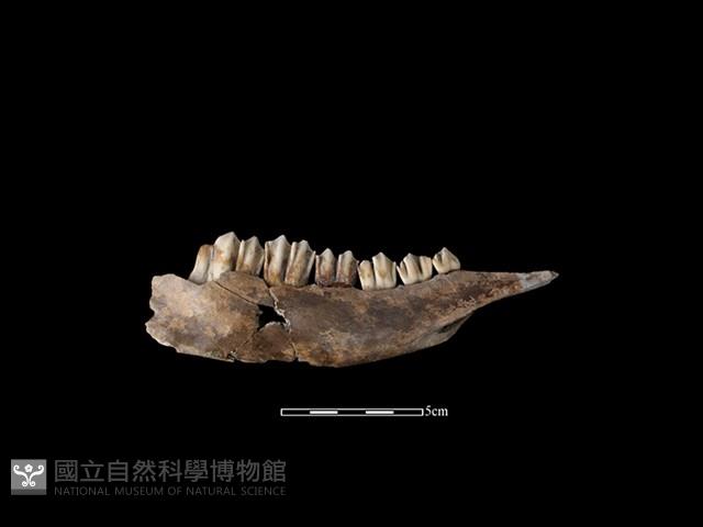 梅花鹿骨藏品圖，第2張