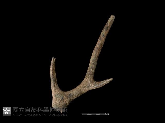 梅花鹿骨藏品圖，第2張