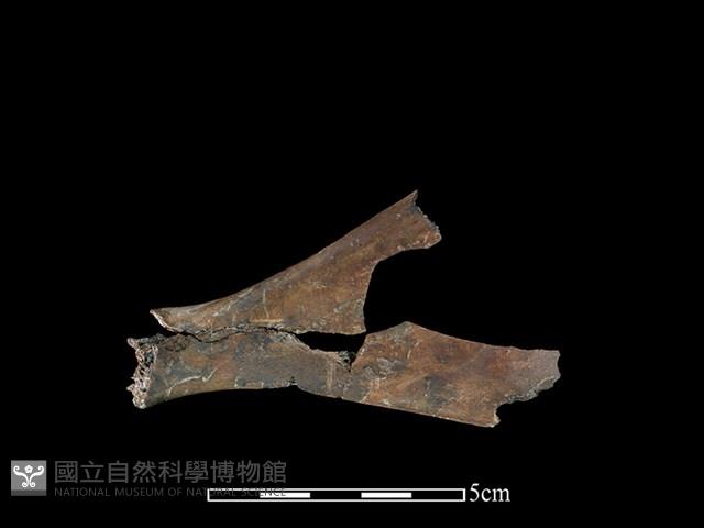 獐骨藏品圖，第2張