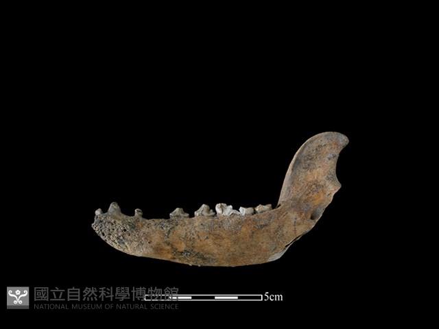 狗骨藏品圖，第2張