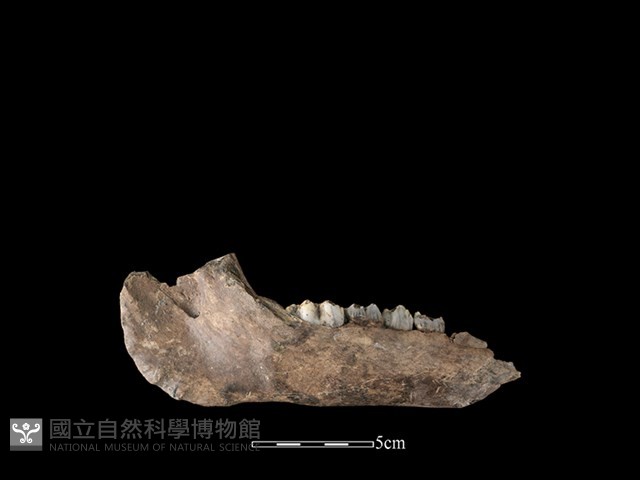 豬骨藏品圖，第2張