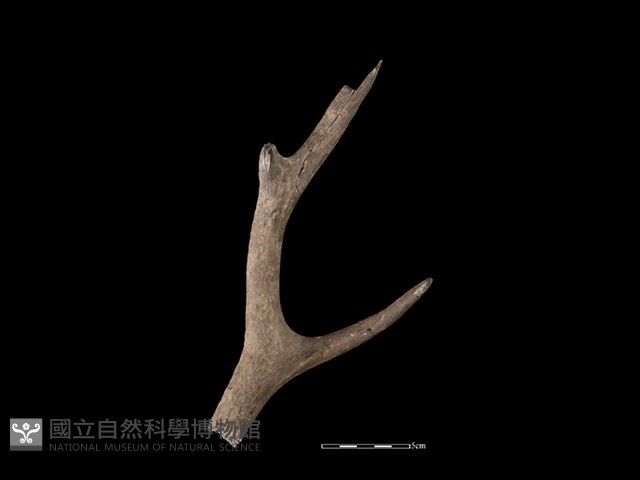 梅花鹿骨藏品圖，第2張