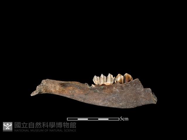 梅花鹿骨藏品圖，第2張