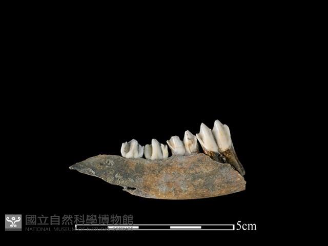 山羌骨藏品圖，第2張