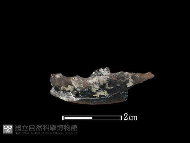 麝香貓骨藏品圖，第2張