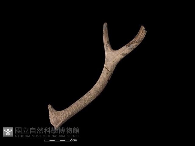 梅花鹿骨藏品圖，第2張