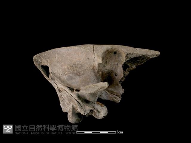 Accession Number:CSCSNS-2019-AB0556 Collection Image, Figure 2, Total 5 Figures