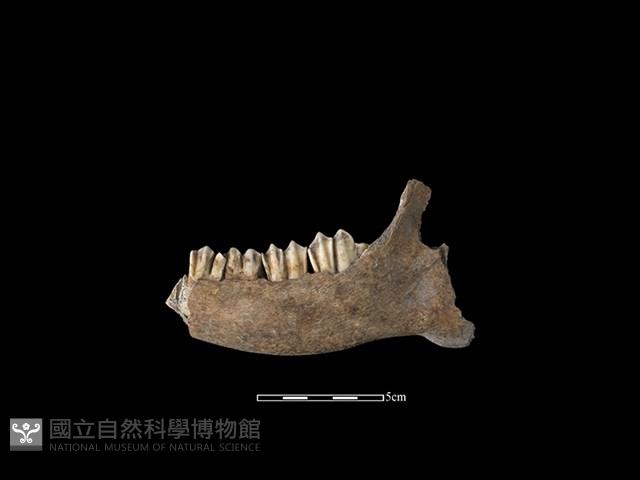 梅花鹿骨藏品圖，第2張