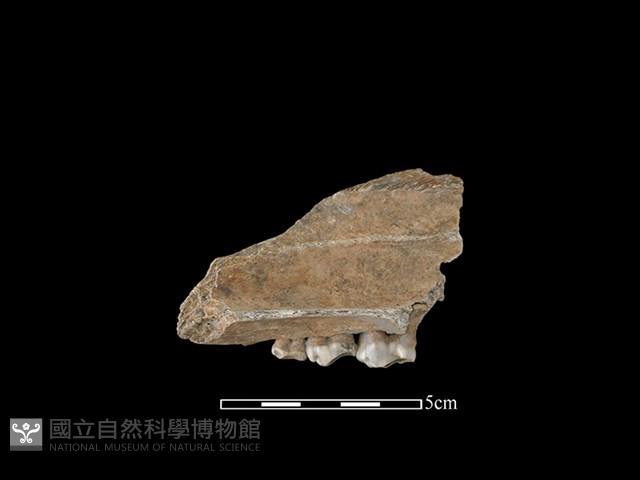 豬骨藏品圖，第2張