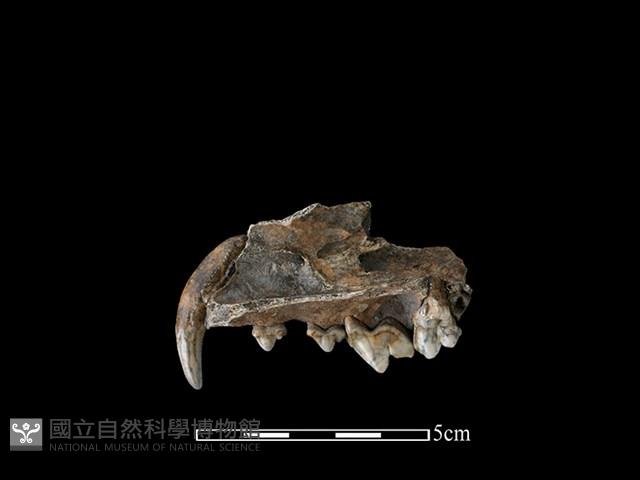 狗骨藏品圖，第2張