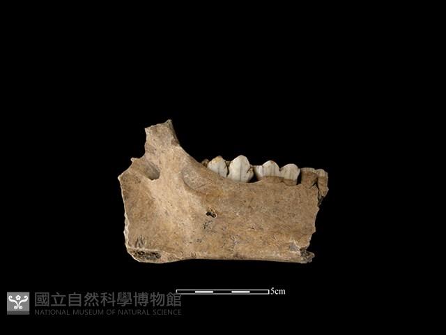 豬骨藏品圖，第2張