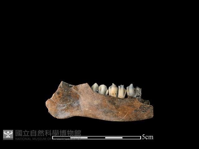 山羌骨藏品圖，第2張