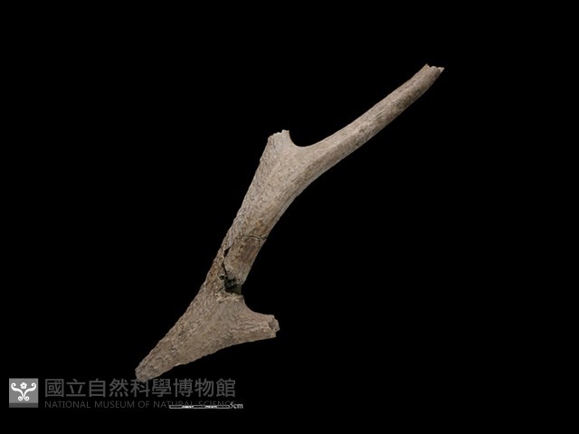 梅花鹿骨藏品圖，第2張