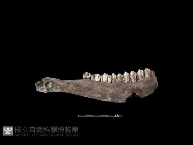 梅花鹿骨藏品圖，第2張