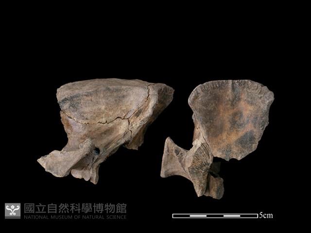 豬骨藏品圖，第2張