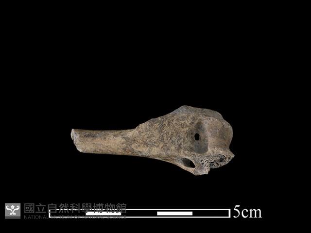 狗獾骨藏品圖，第2張