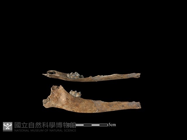 山羌骨藏品圖，第2張