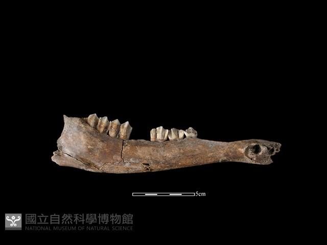 梅花鹿骨藏品圖，第2張